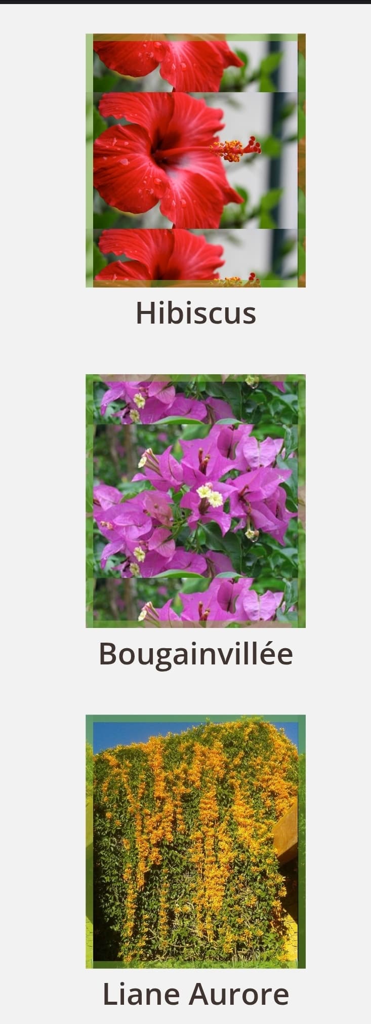 Bougainvillier