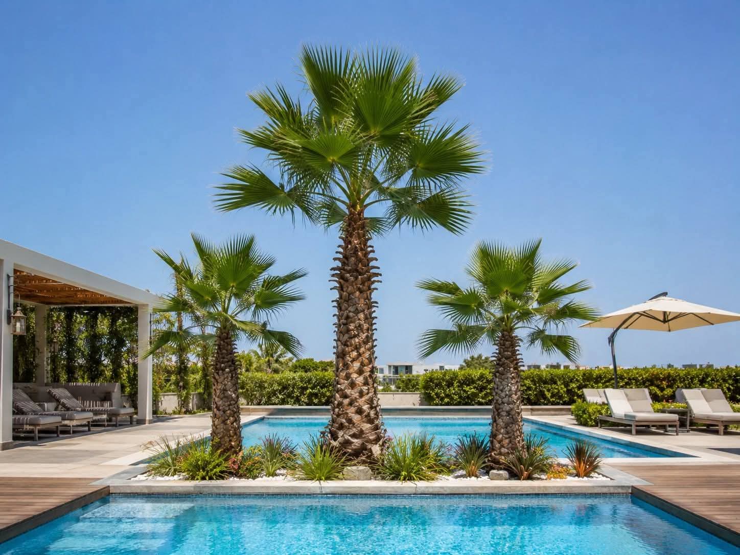 Palmier Washingtonia