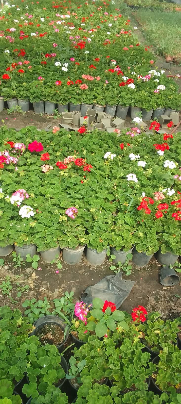 Géranium rouge